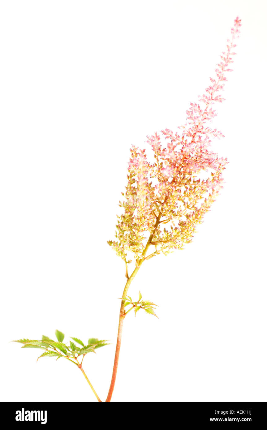 Detail from blossom of meadowsweet (Spiraea) Stock Photo