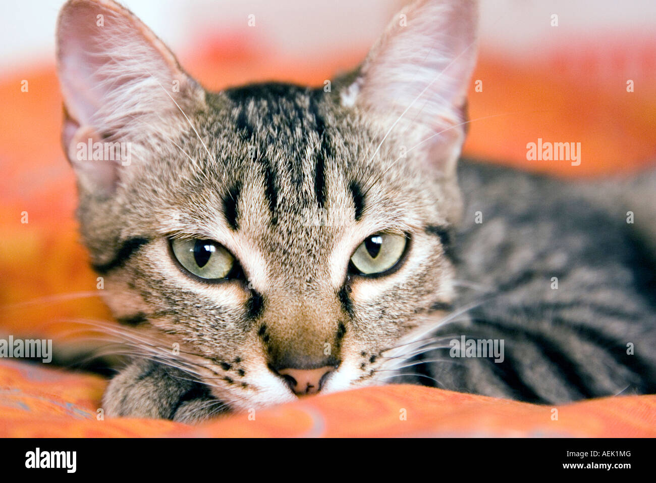 Young tabby cat Stock Photo - Alamy
