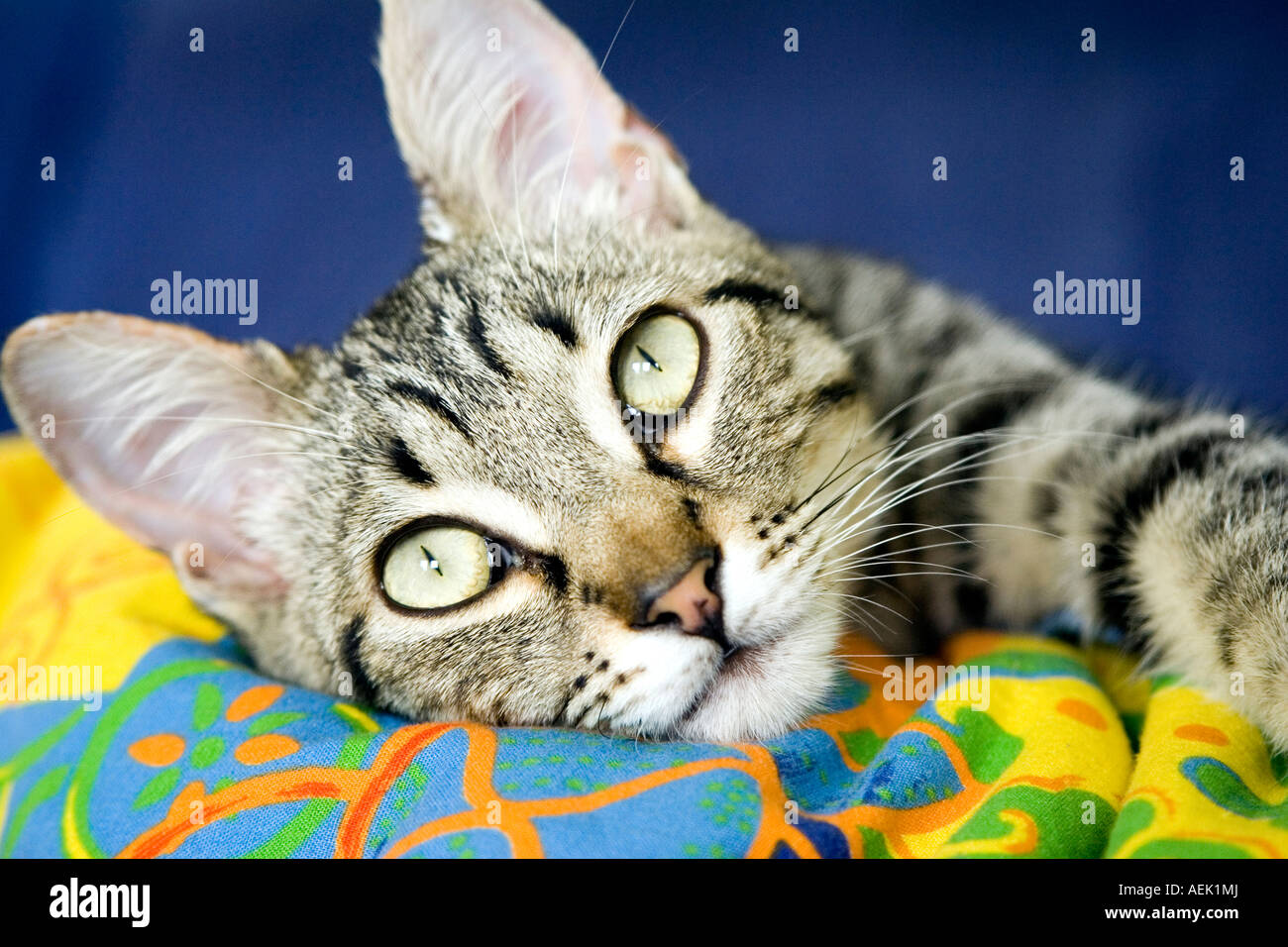 Young tabby cat Stock Photo - Alamy