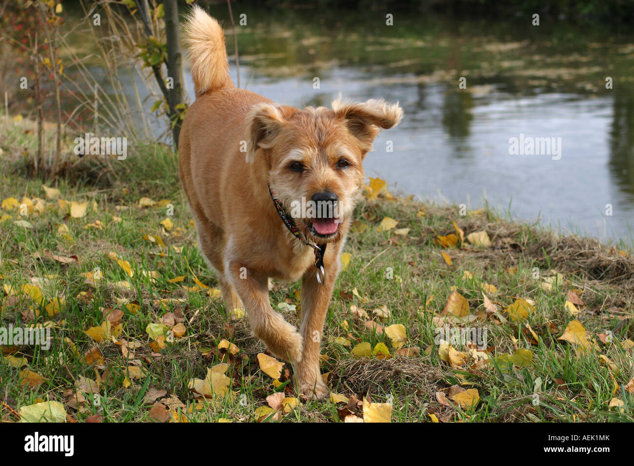Half chow chow cheap