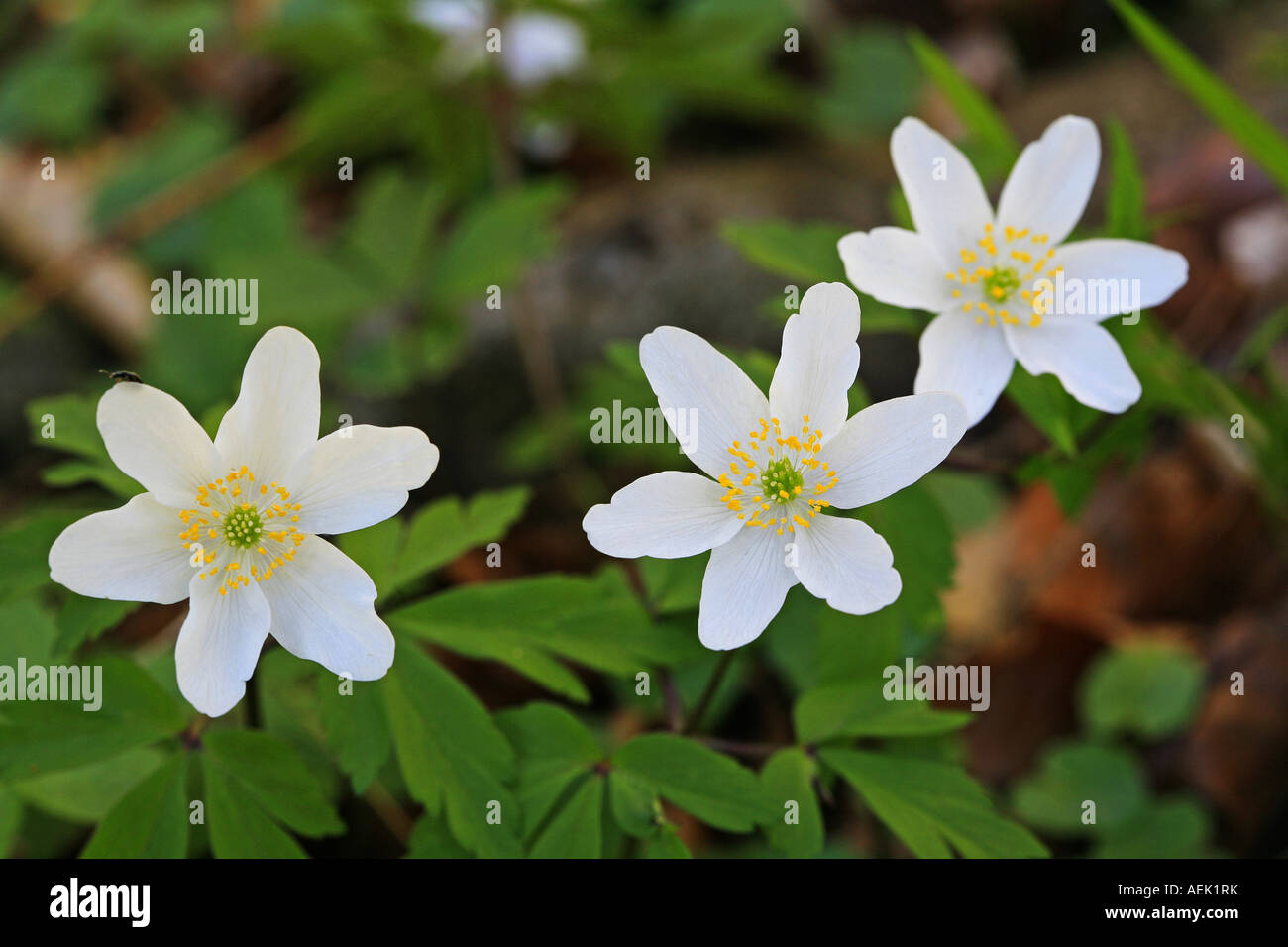 Wood anemone (Anemone nemorosa), early blossoming Stock Photo Alamy