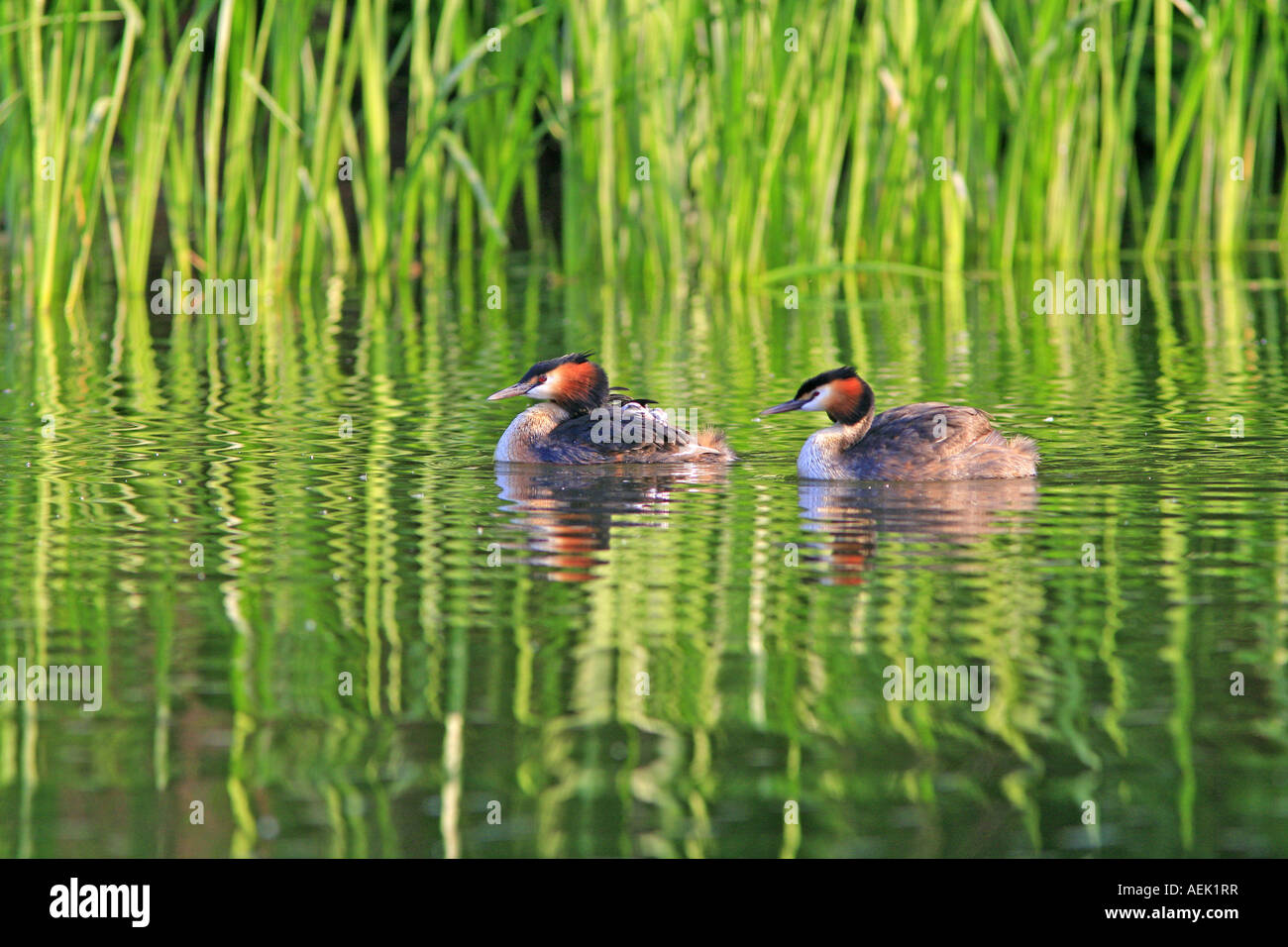 Great Crested Grebes (Podiceps cristatus) Stock Photo