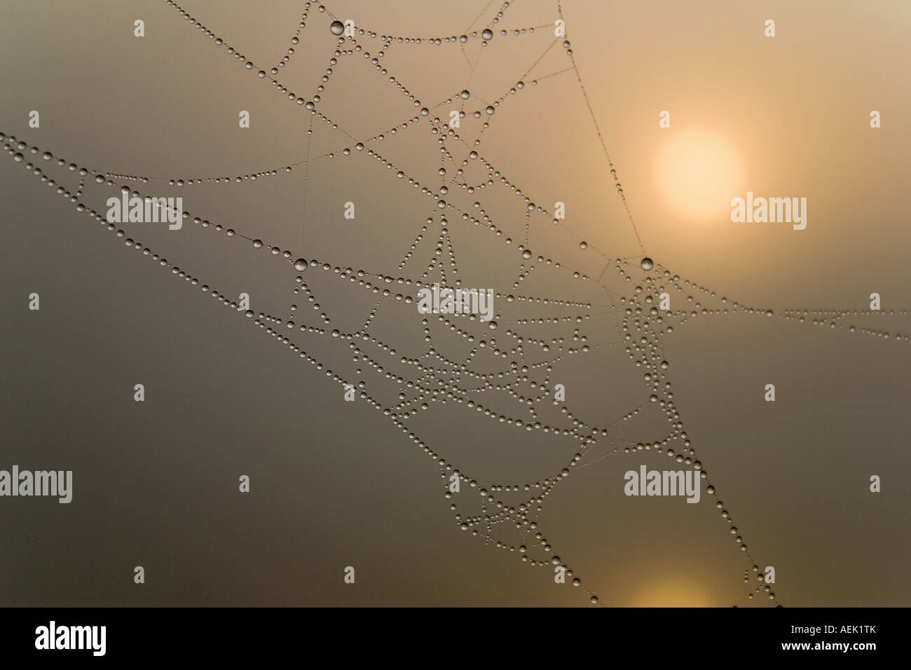Sun, fog, cob's web with morning dew Stock Photo