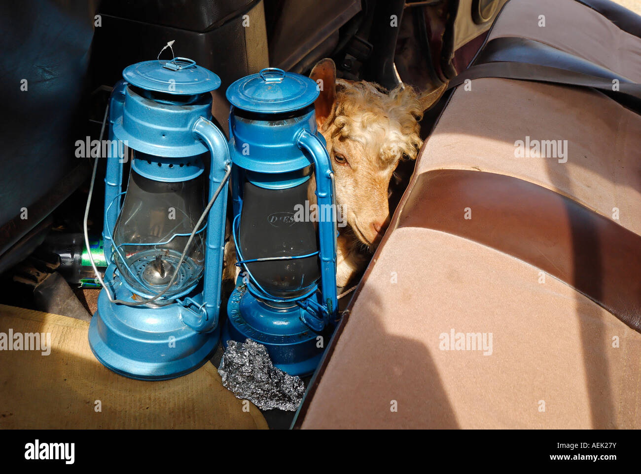 Goat transport in a car, Socotra island, Yemen Stock Photo