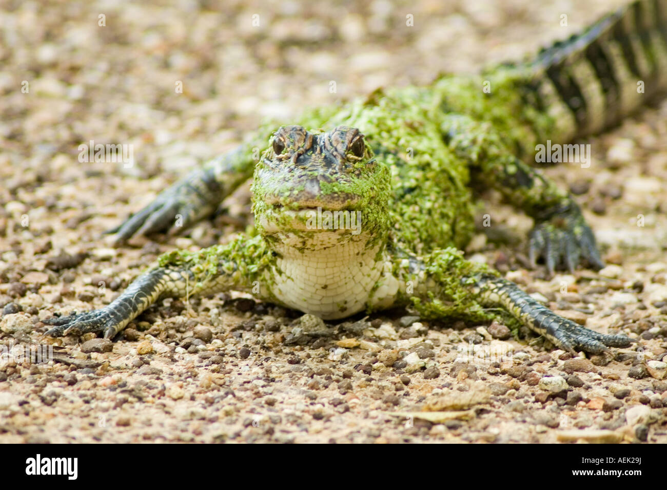 Weedy American Alligator Stock Photo