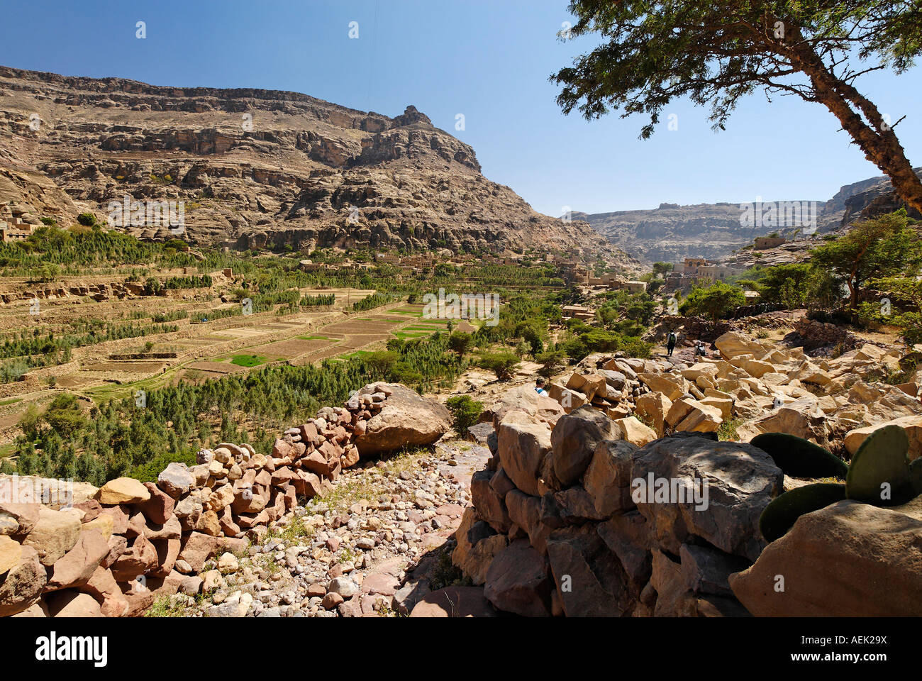 Qat plantation in the jemenian mountains, Yemen Stock Photo