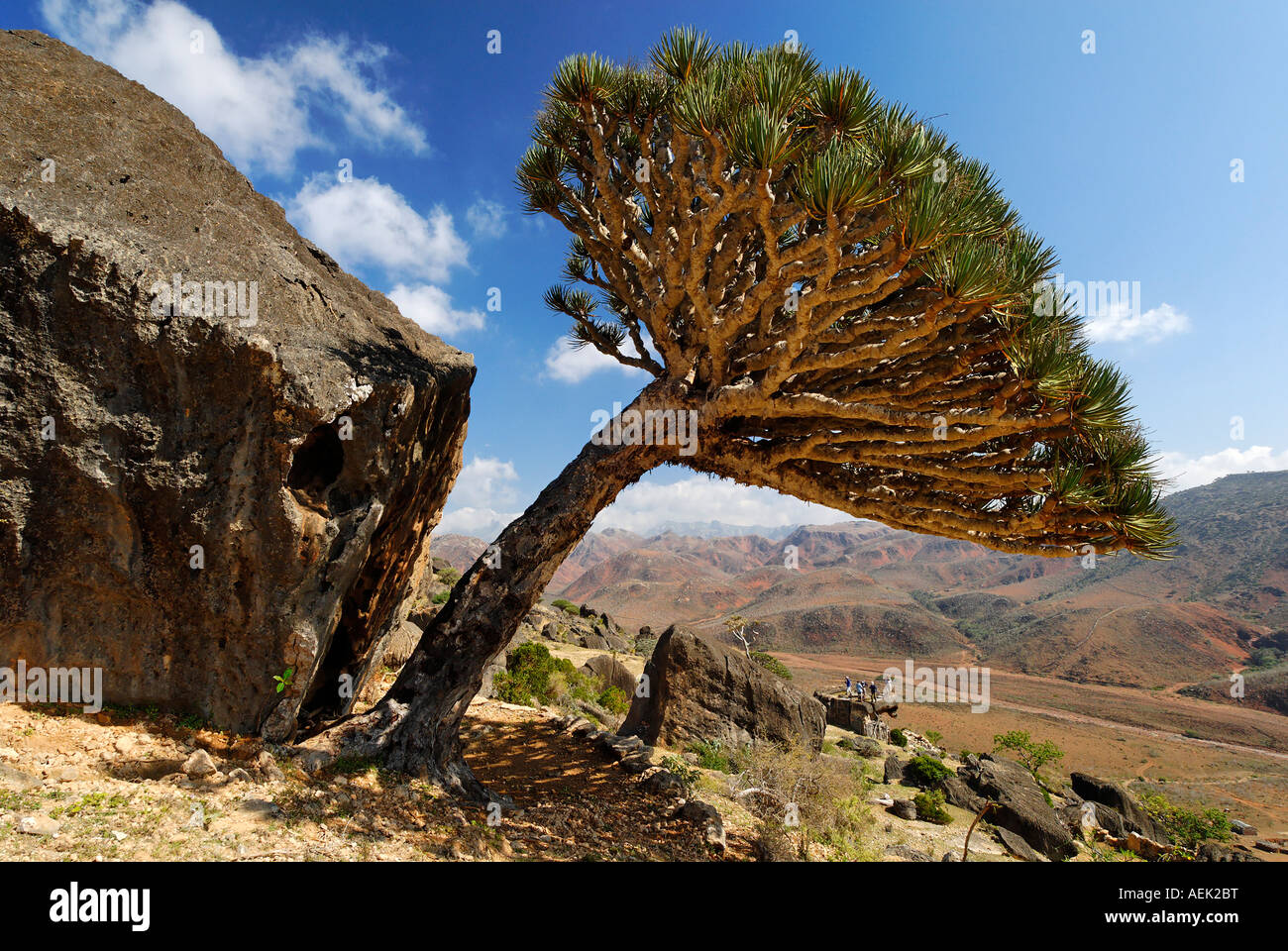 Dragon S Blood Tree On Socotra Island Yemen Stock Photo Alamy