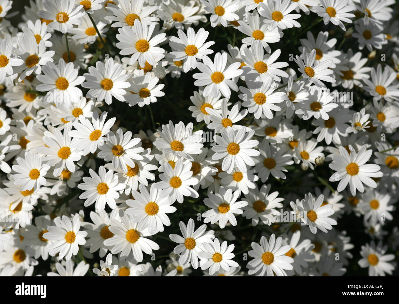 Daiseys (leucanthemum vulgare Stock Photo - Alamy