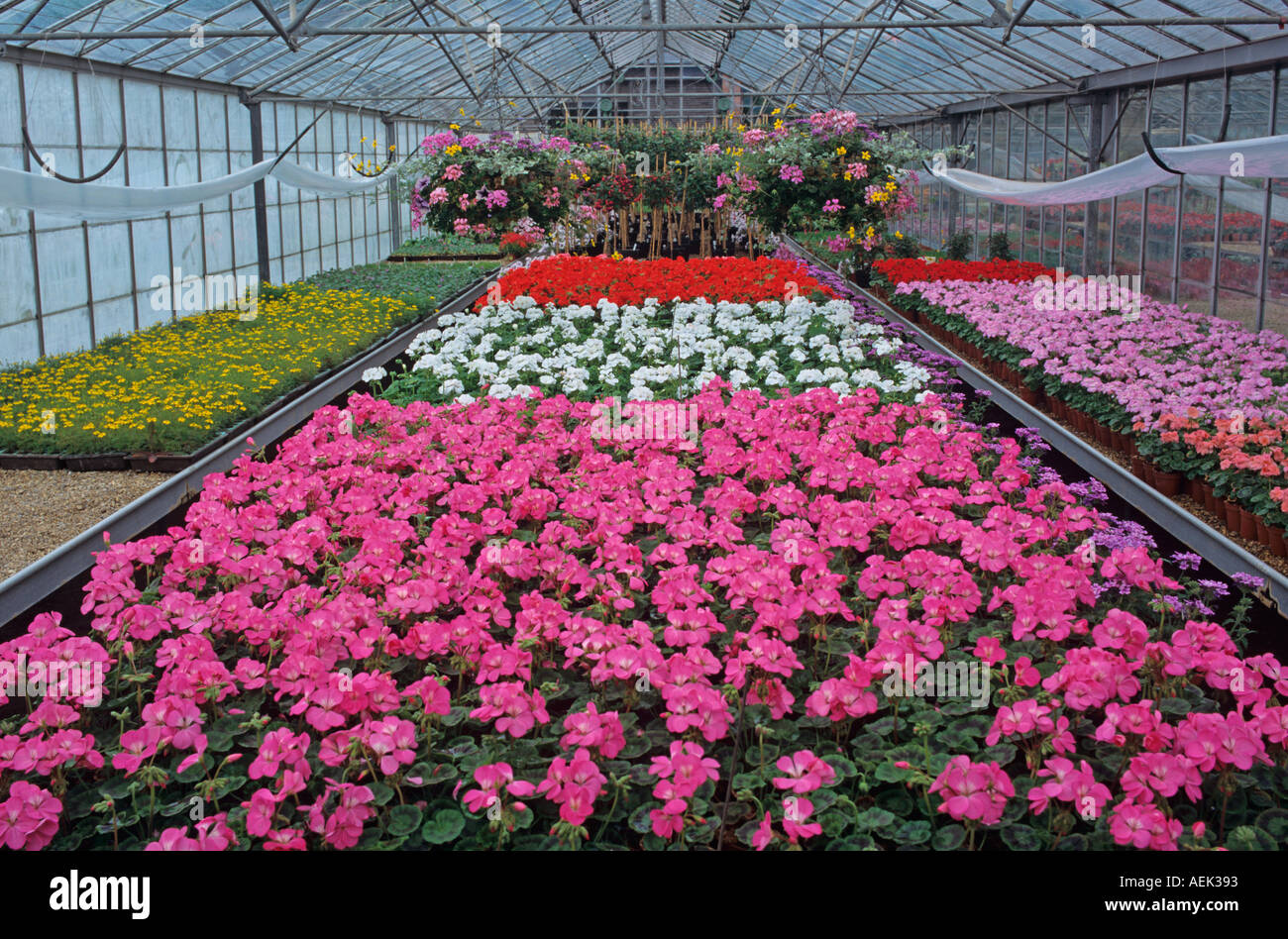 Spring Bedding Planting Planting spring flowers garden hi-res stock photography and images - Alamy