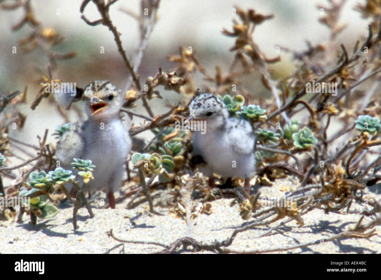 Least Tern chicks endangered Sterna antillarum browni Huntington Beach State Park California Stock Photo
