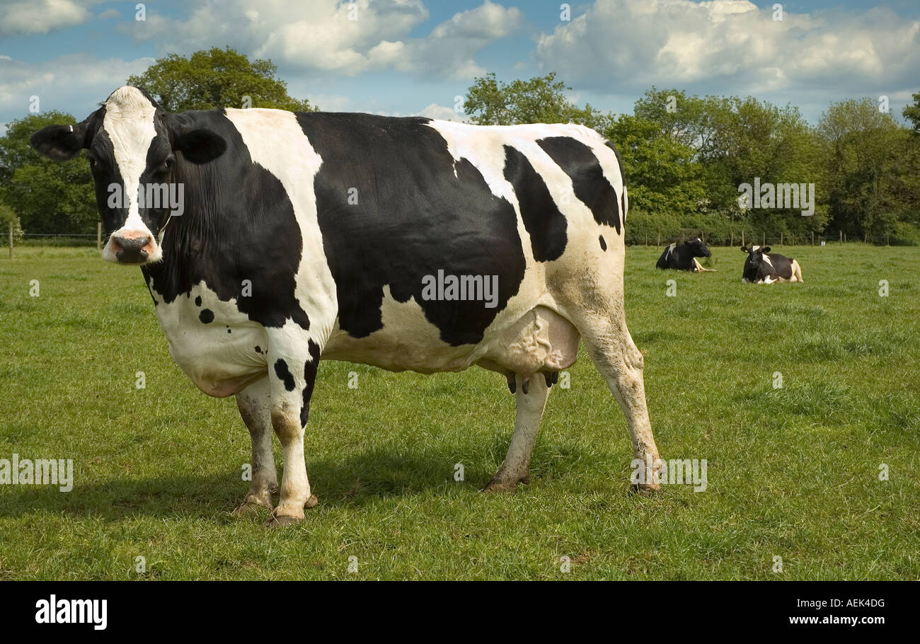 Friesian Cow Stock Photo
