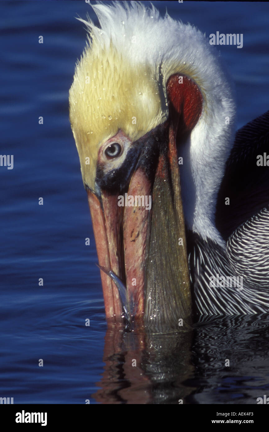 Brown Pelican in full breeding colors with fish in pouch Pelecanus occidentalis Bolsa Chica Wetlands California Stock Photo