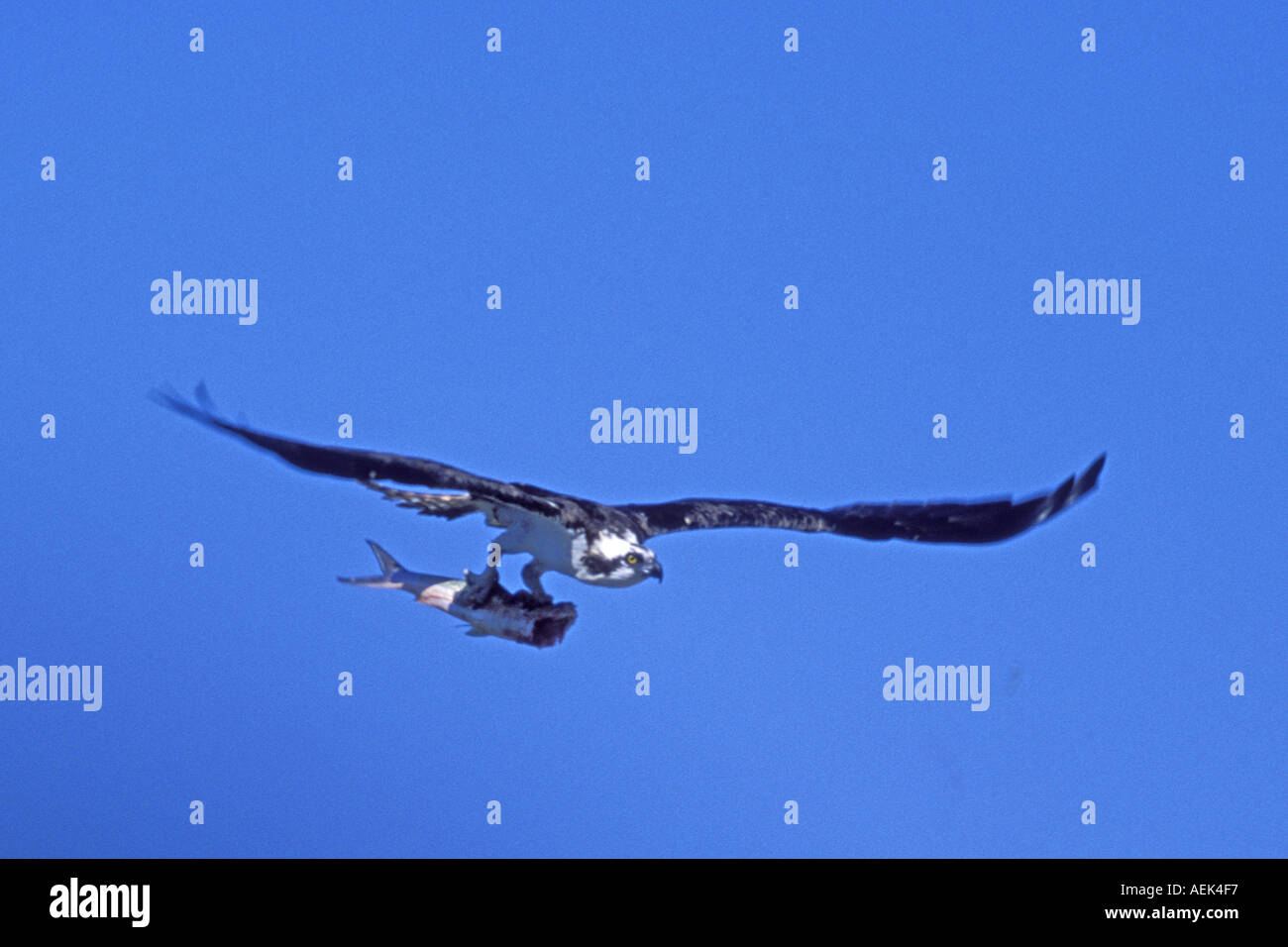 Osprey in flight with fish Pandion haliaetus Ding Darling NWR Florida Stock Photo