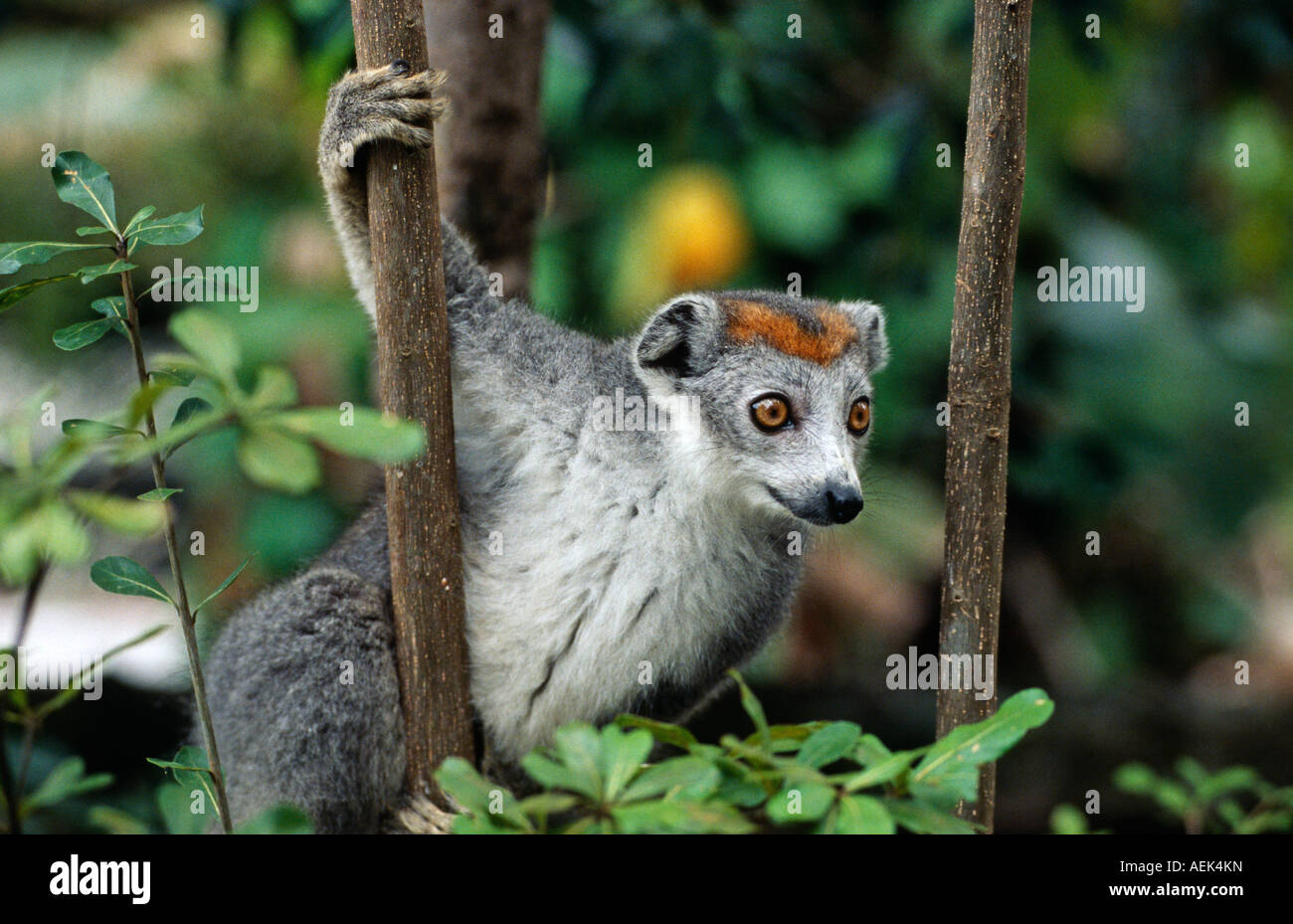 Lemur (Euarchontoglires, Primates, Strepsirhini, Lemuridae), Madagascar Stock Photo