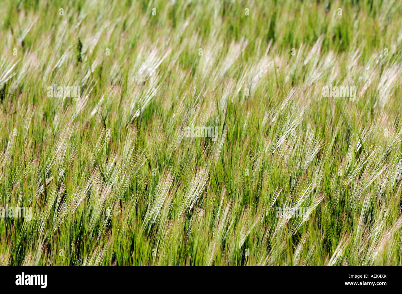 Grain field, ears of corn, ears of grain Stock Photo