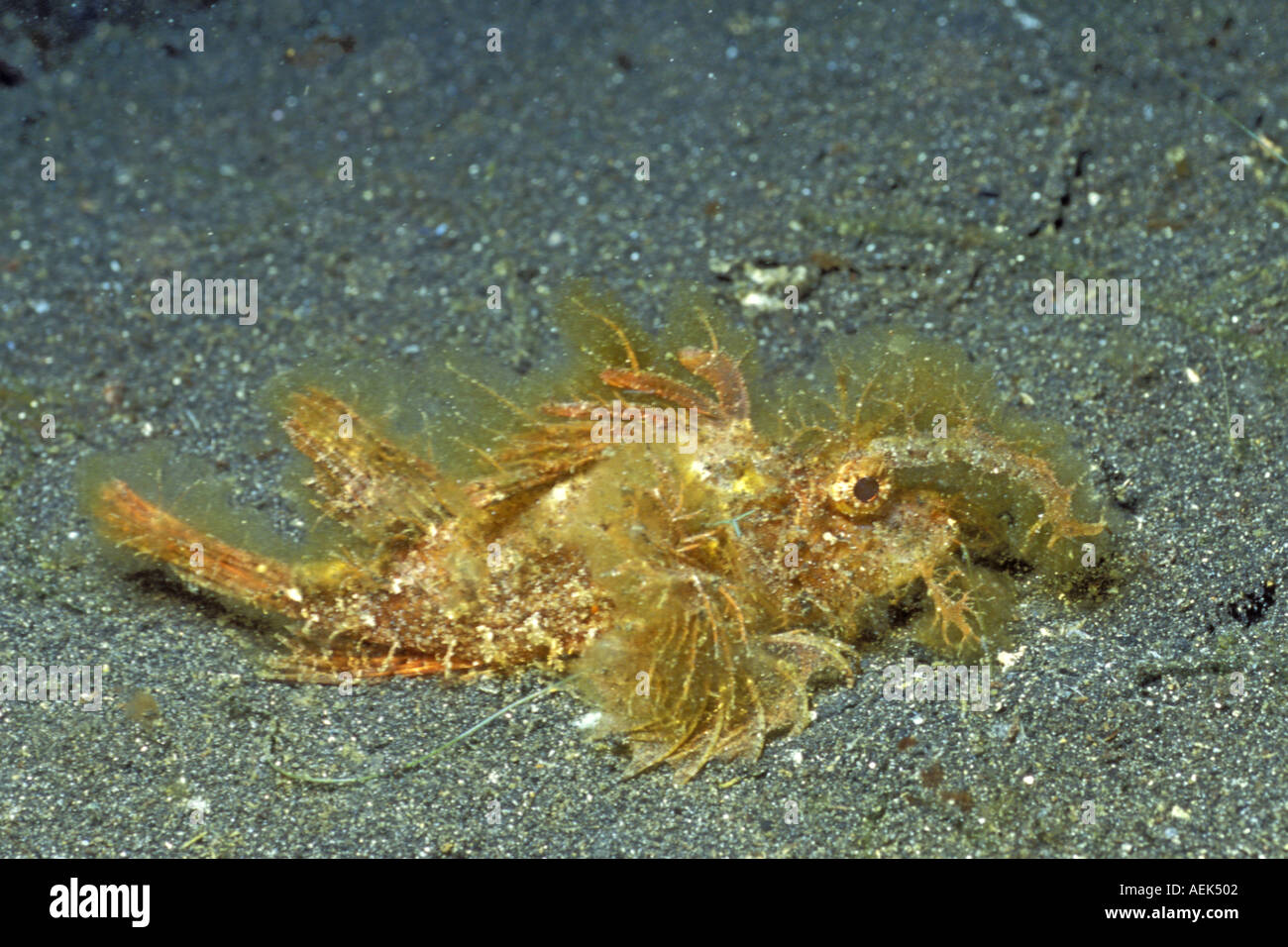 Ambon Scorpionfish aka Hairy Scorpionfish Pteroidichthys amboinensi Lembeh Straits Indonesia Stock Photo