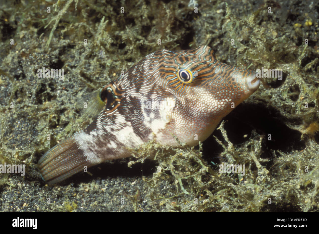 Whitebelly Toby night colors Canthigaster bennetti Lembeh Straits Indonesia Stock Photo