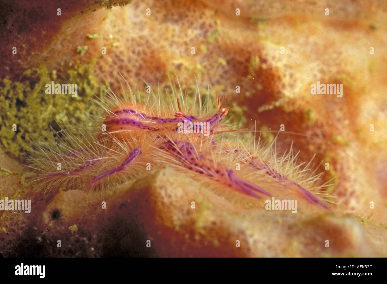 Pink Hairy Squat Lobster Lauriea siagiani Lembeh Straits Indonesia