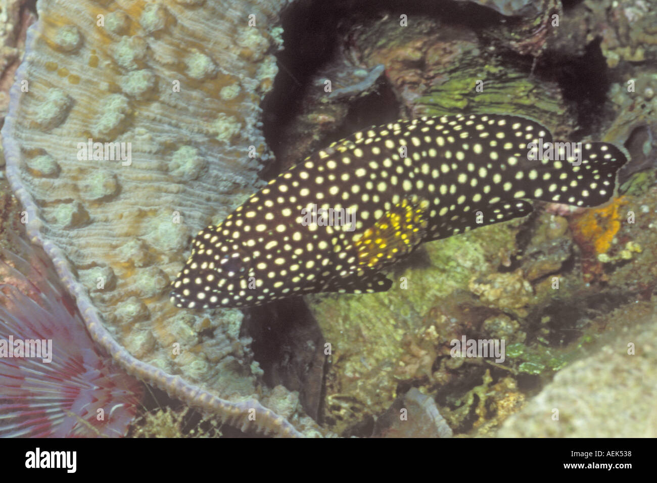 Comet Calloplesiops altivelis Lembeh Straits Indonesia Stock Photo