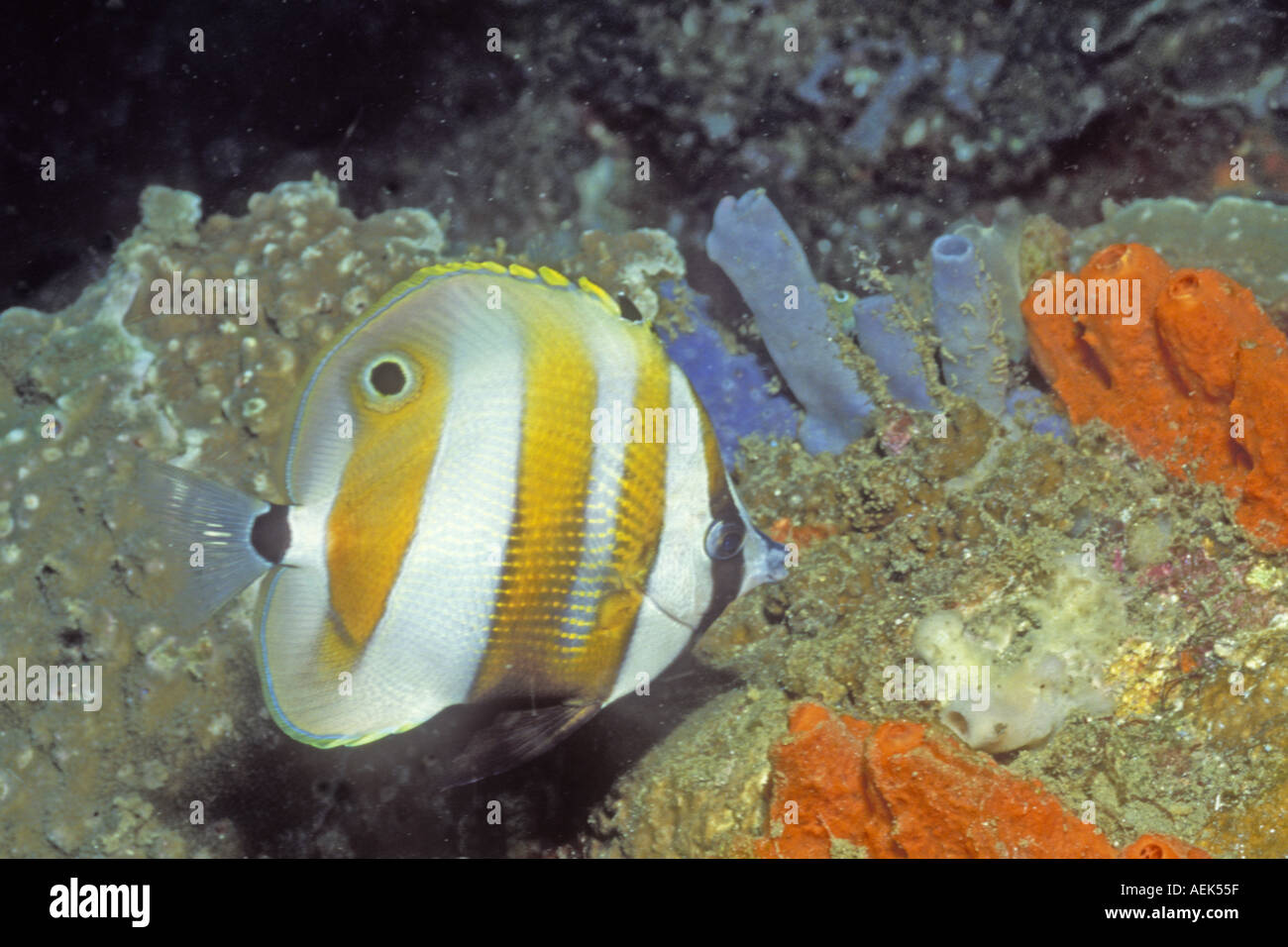 Orange banded Coralfish Coradion chrysozonus Lembeh Straits Indonesia Stock Photo