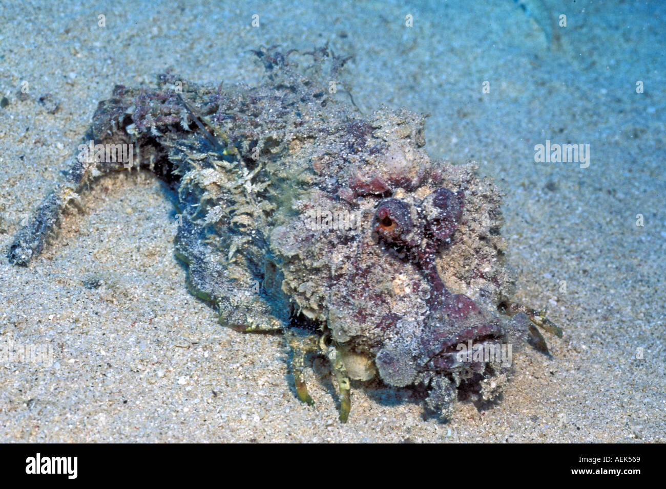 Estuarine Stonefish very poisonous Synanceia horrida Red Sea Egypt Stock Photo