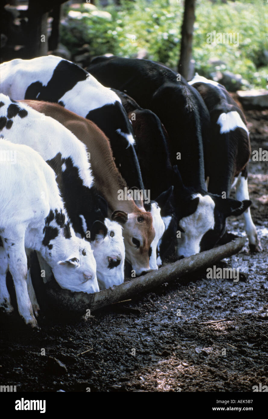 Cows eating grain hires stock photography and images Alamy