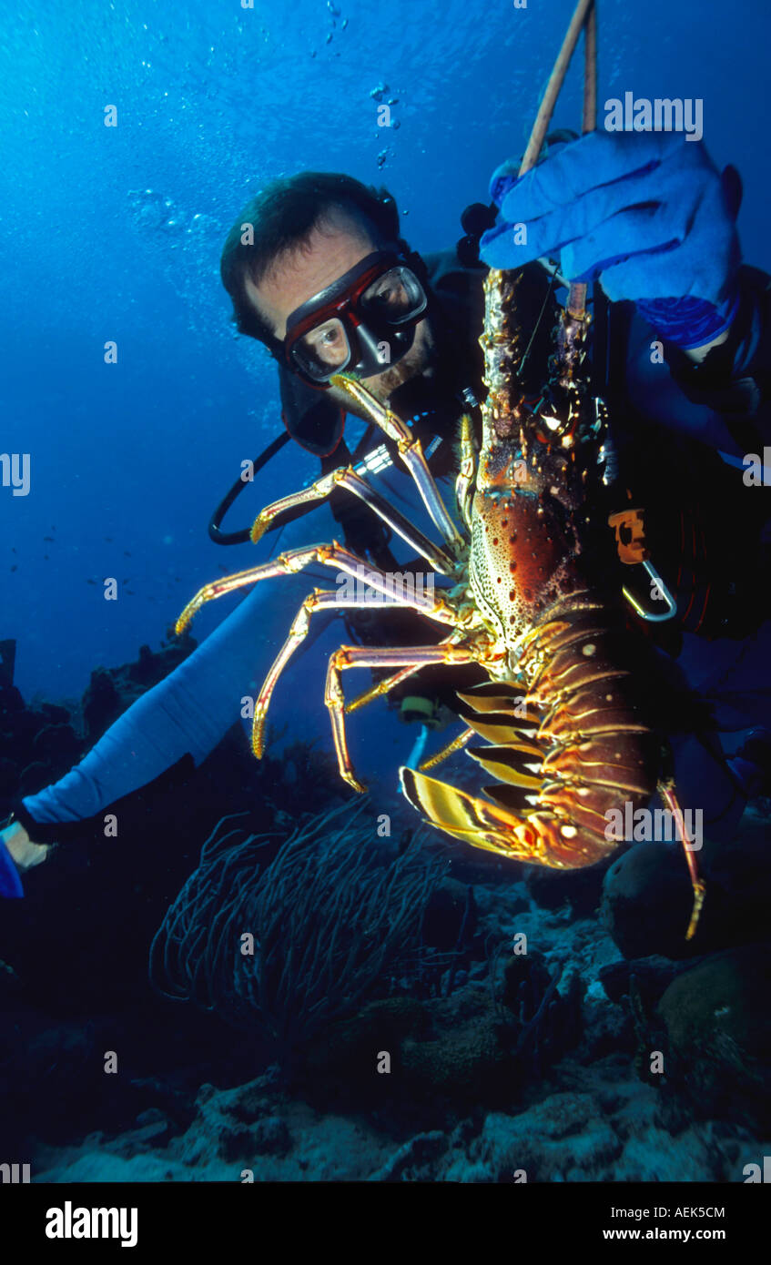 Diver catches spiny lobster (Panulirus argus), Caribbean. Stock Photo
