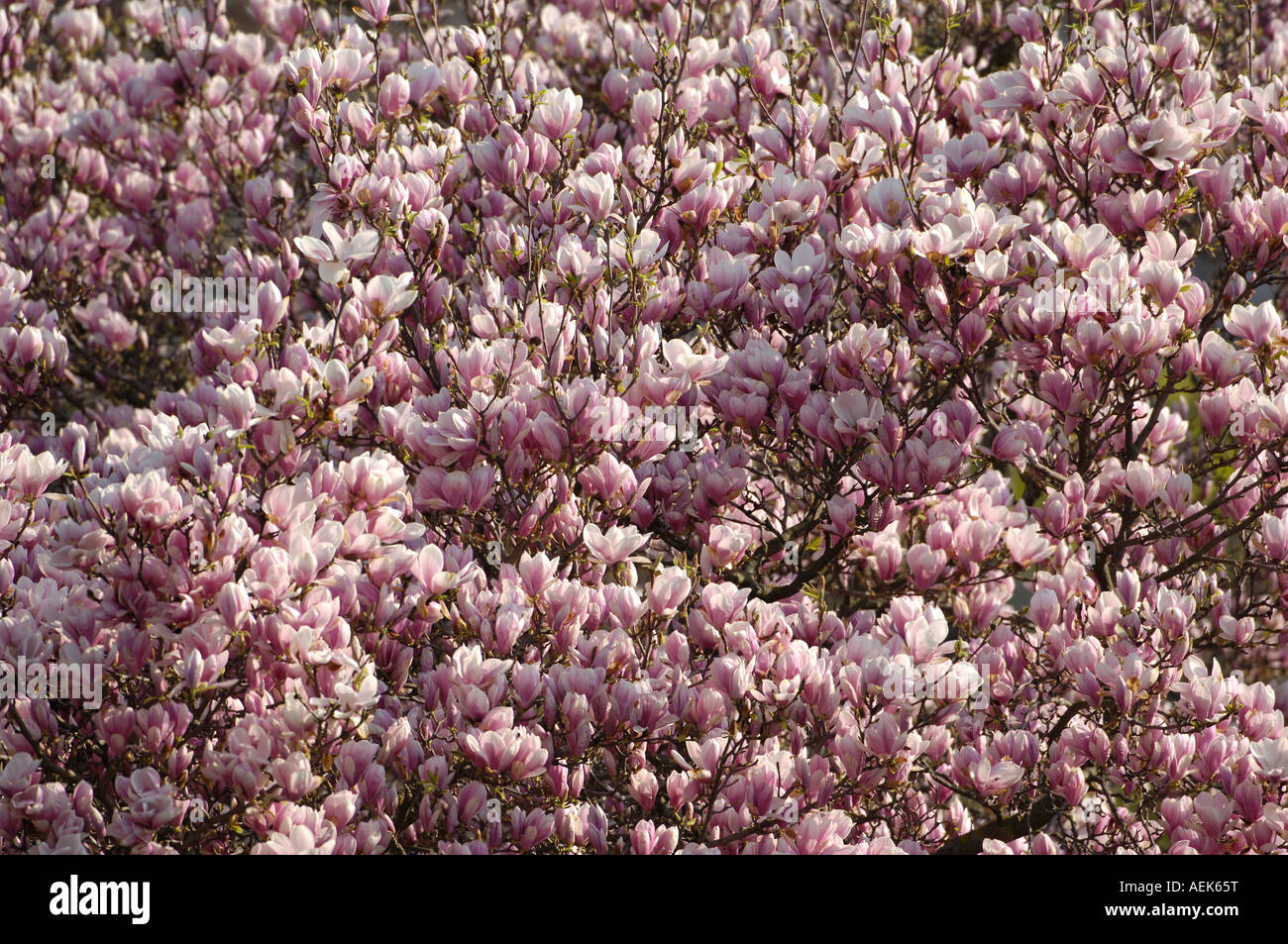 Tulip-magnolia Magnolia x soulangeana) Amabilis Stock Photo