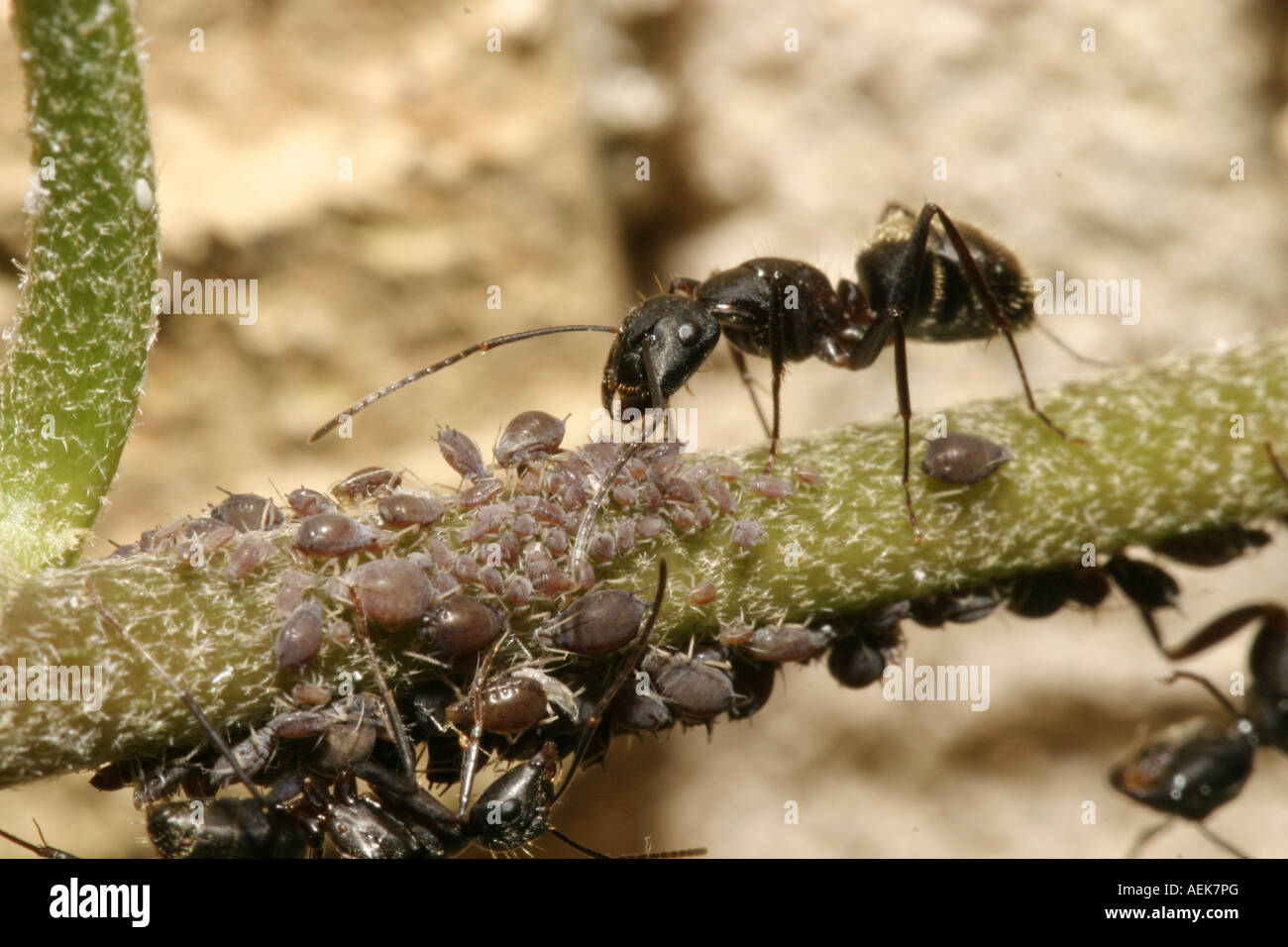 Black Ants Tending to Aphids Stock Photo Alamy