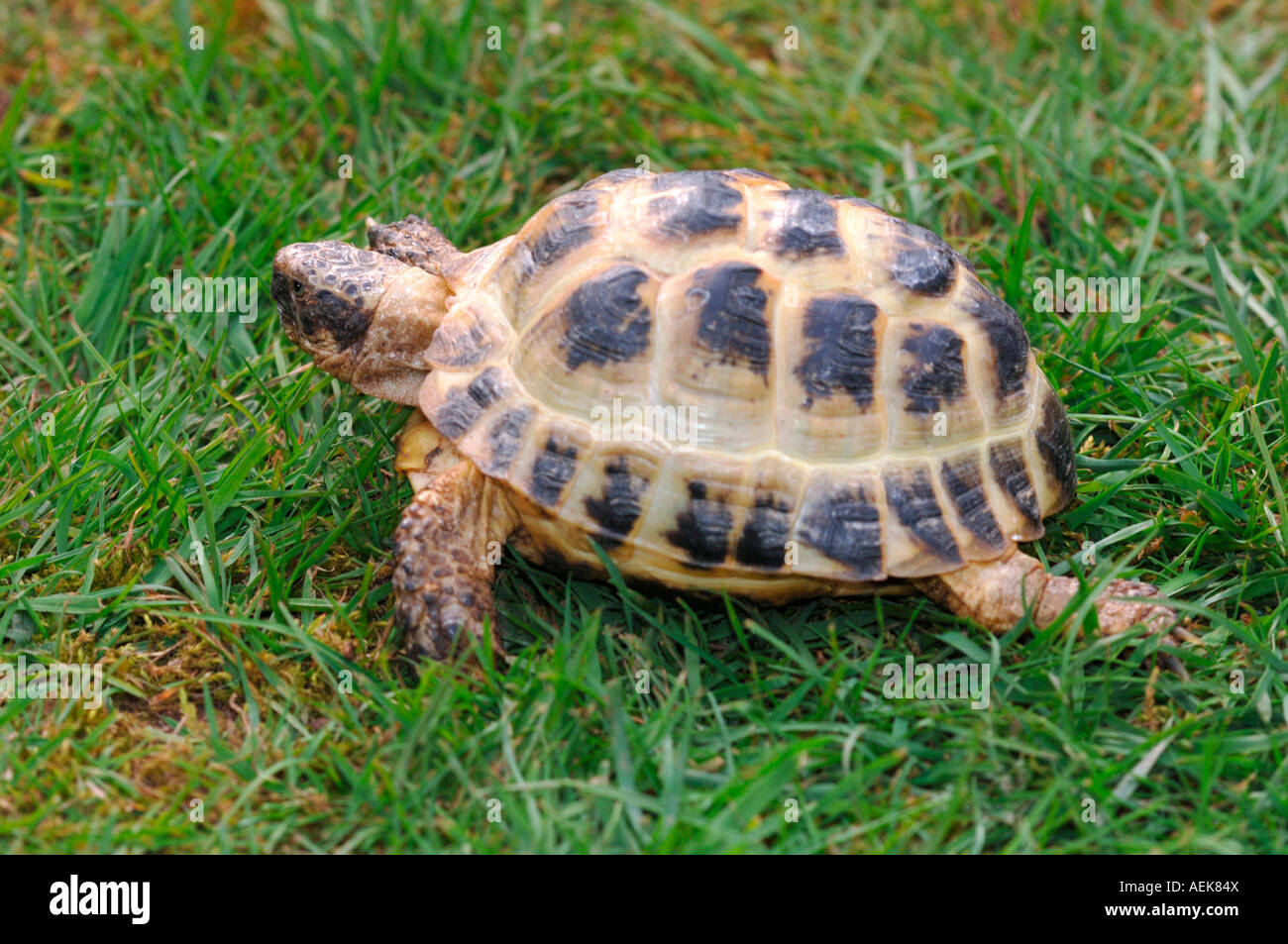 Horsefields Tortoise Stock Photo