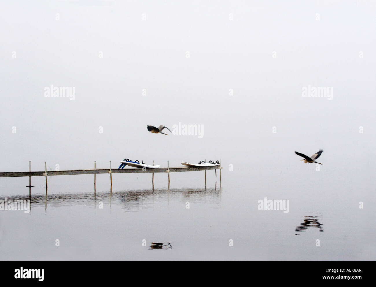 Herons departing in fog Stock Photo