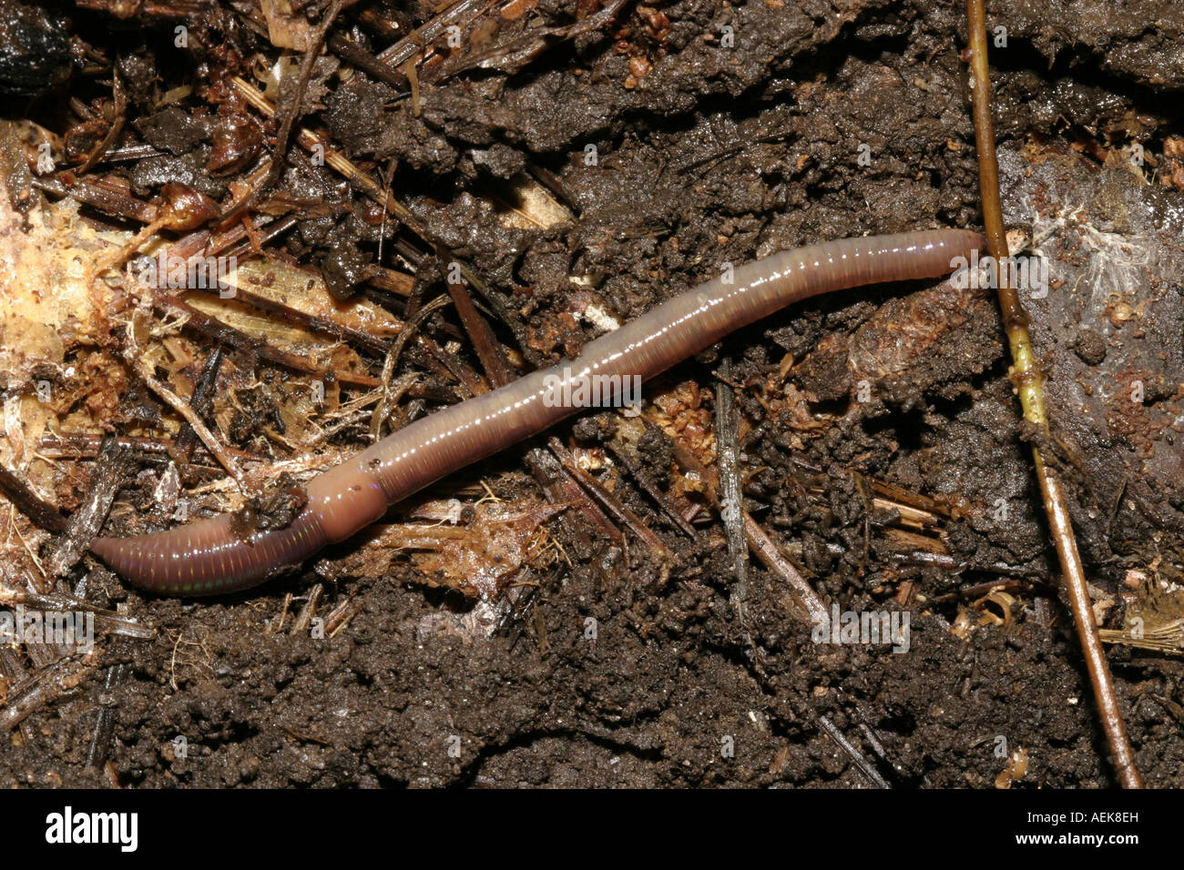 Earthworm in natural habitat Stock Photo Alamy