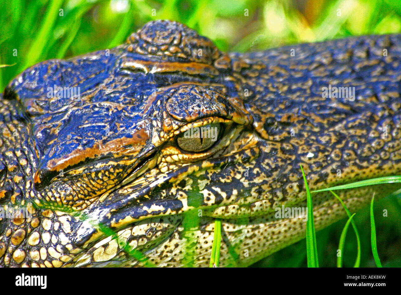 Staring alligator in the Harris Neck National Wildlife Refuge Georgia Stock Photo