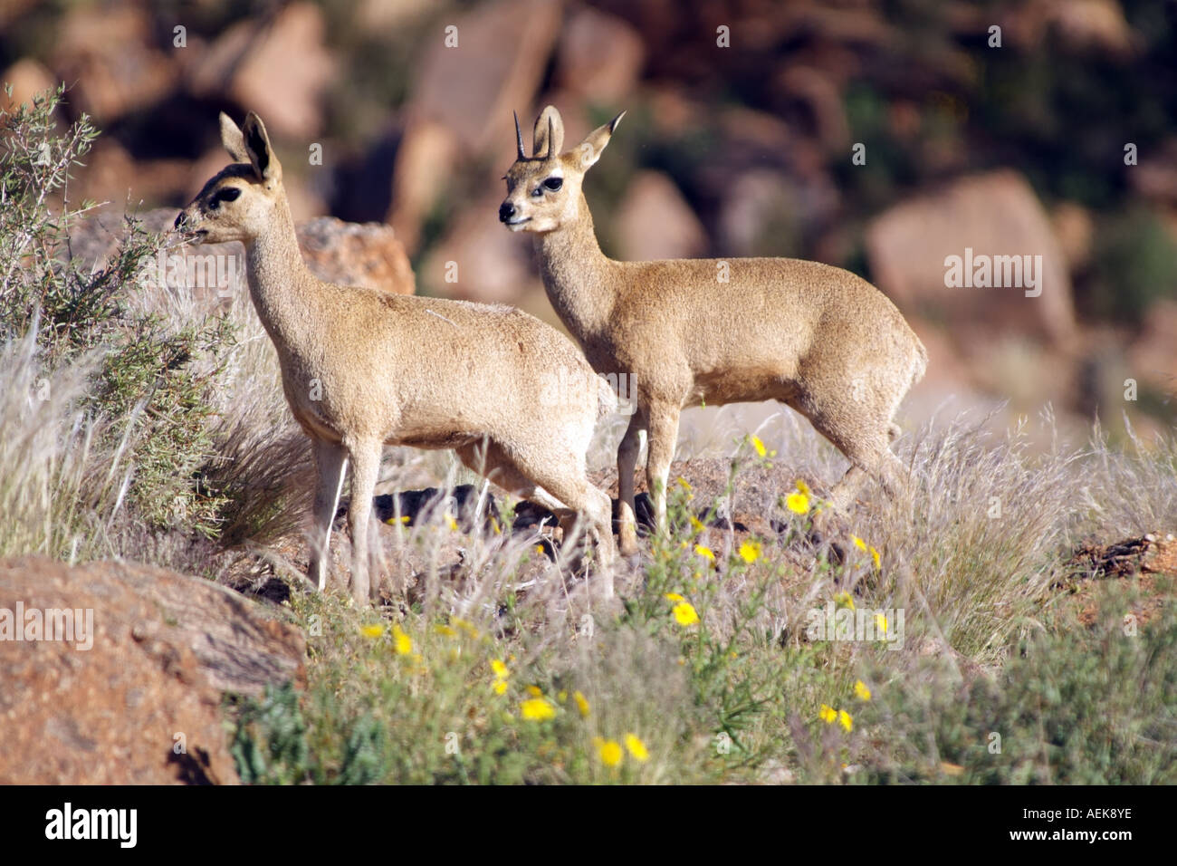 Young Damara Dik Dik ram and ewe. Madoqua kirkii in the Kalahari South  Africa RSA Stock Photo - Alamy