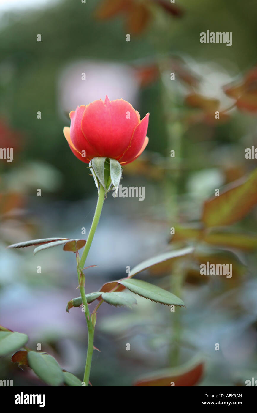 Street flower in Brooklyn. Rose Stock Photo Alamy