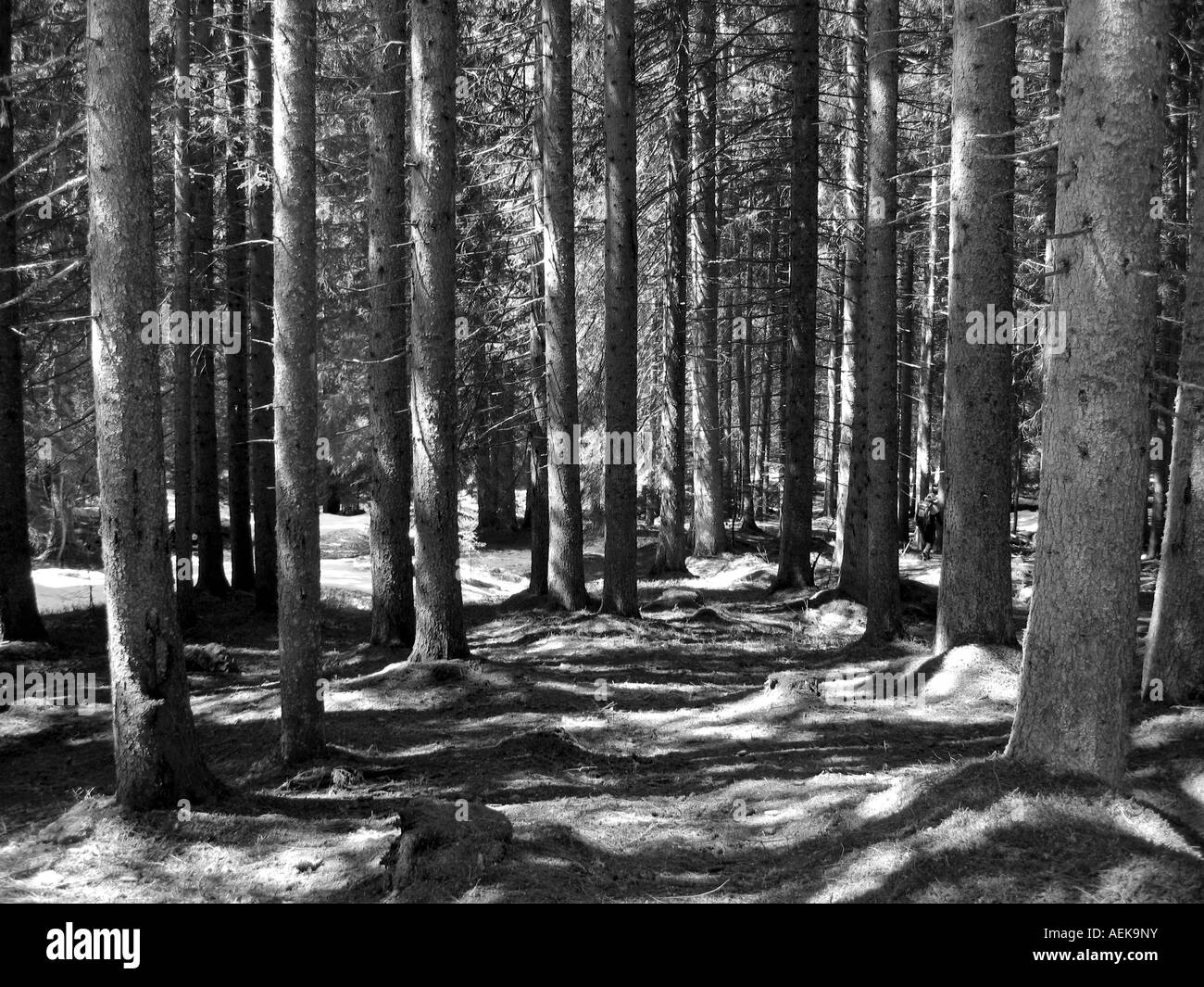 Pine wood Black and White Stock Photos & Images - Alamy