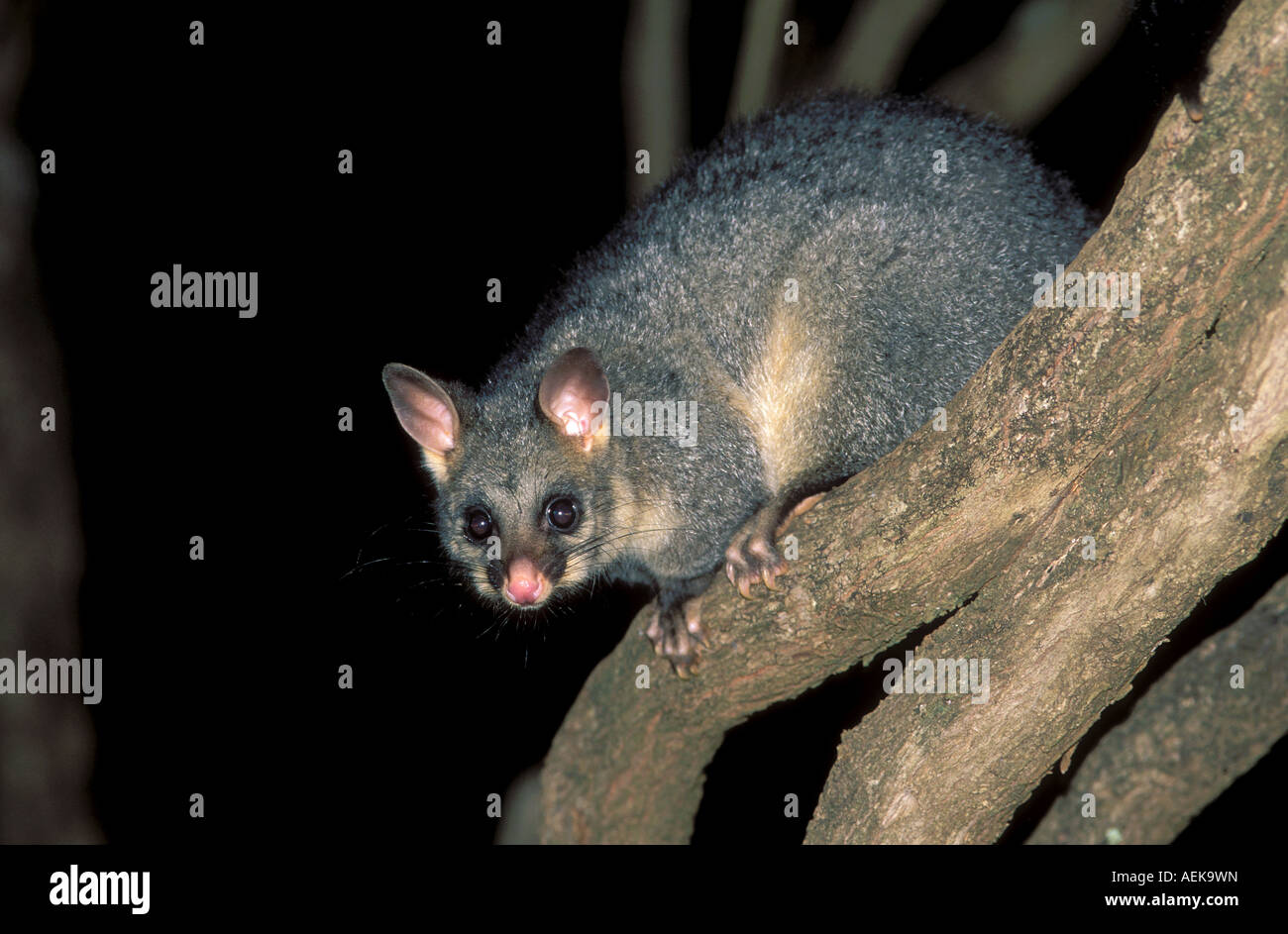 Common brush tailed possum Trichosurus vulpecula Australia Kangaroo Island Australia Stock Photo