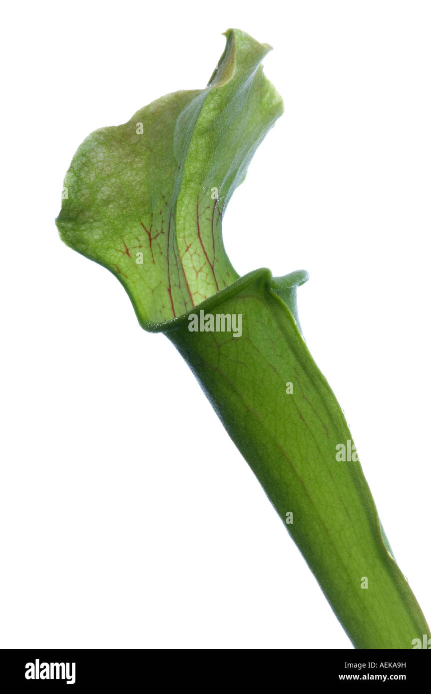 Closeup of a sweet pitcher plant Sarracenia rubra Stock Photo