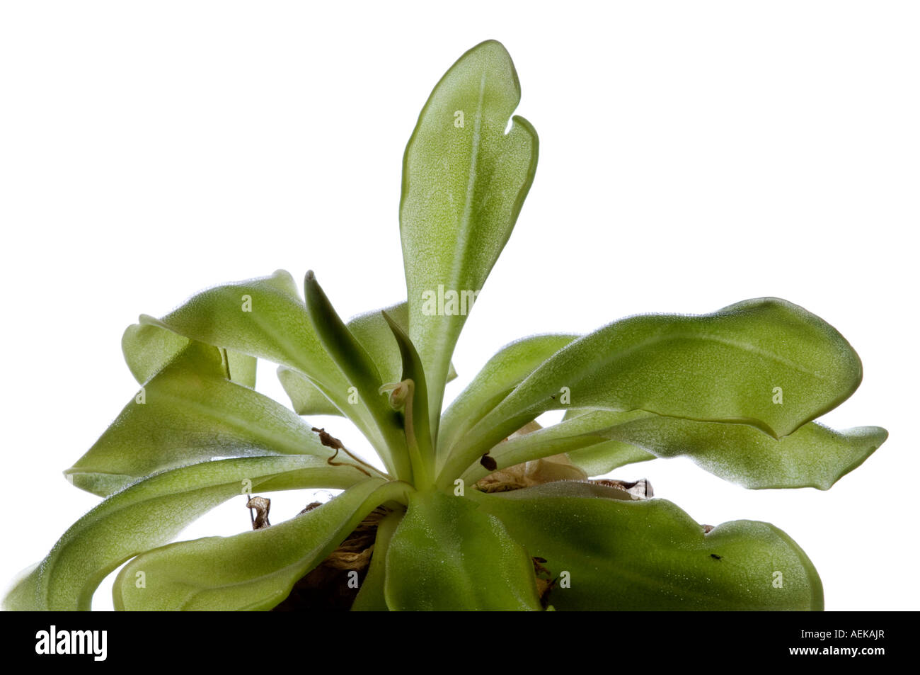Studio photograph of a Mexican Butterwort Pinguicula moranensis Stock Photo