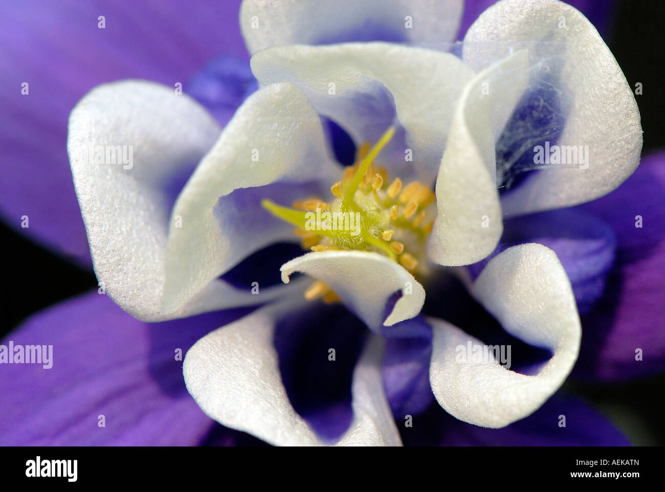 Close up of a single Columbine Flower Stock Photo