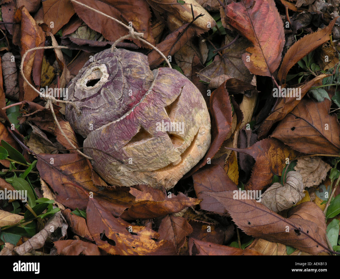 Halloween turnip or swede lantern in a pile of leaves Stock Photo