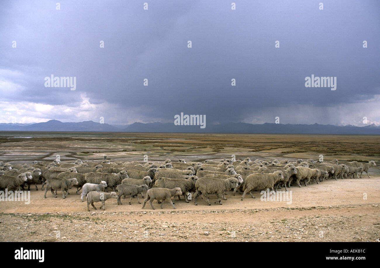 Flock of sheep Lago Junin Peru Stock Photo