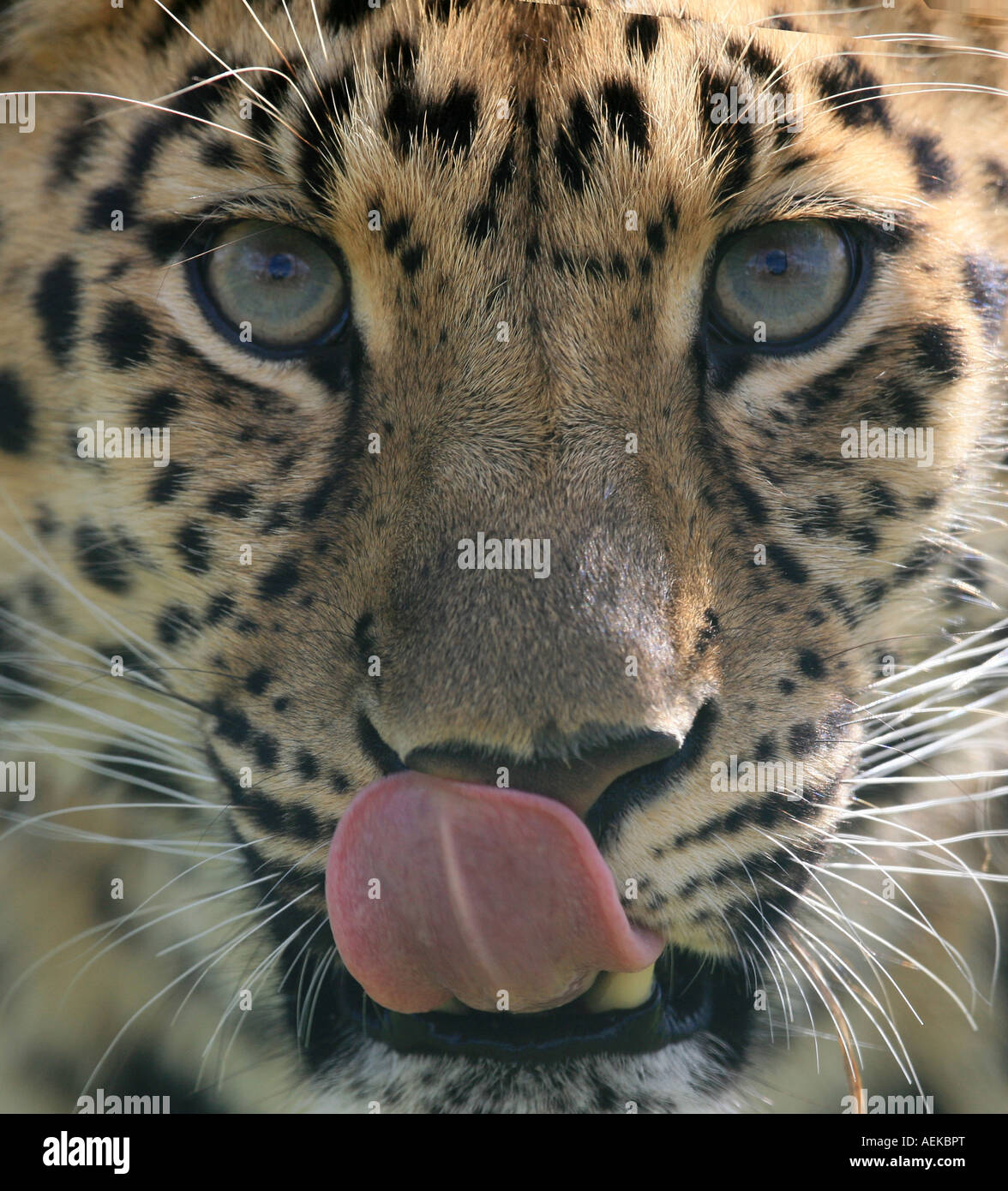 Amur Leopard, face on, licking its lips Stock Photo
