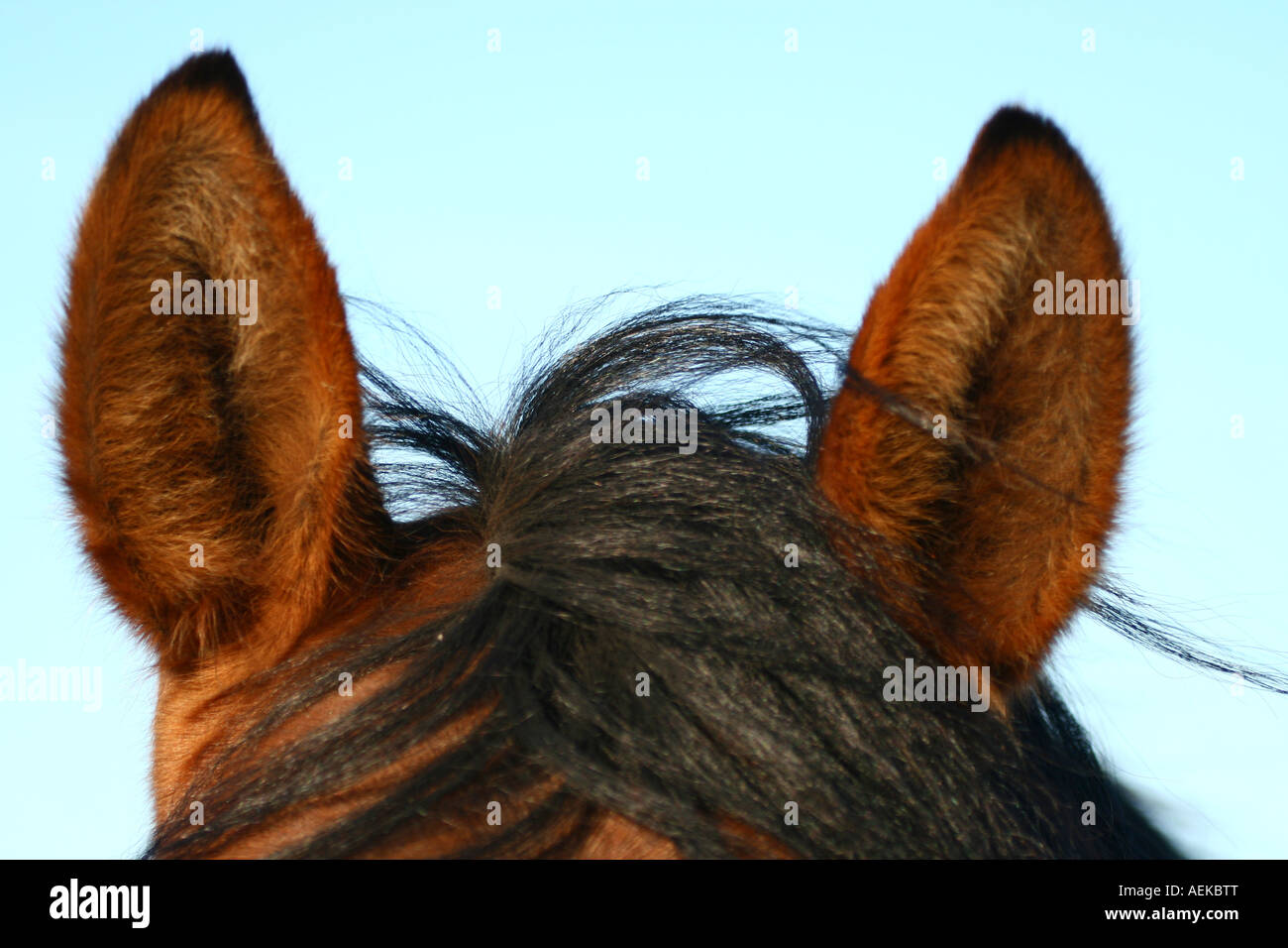 Horse ear hires stock photography and images Alamy