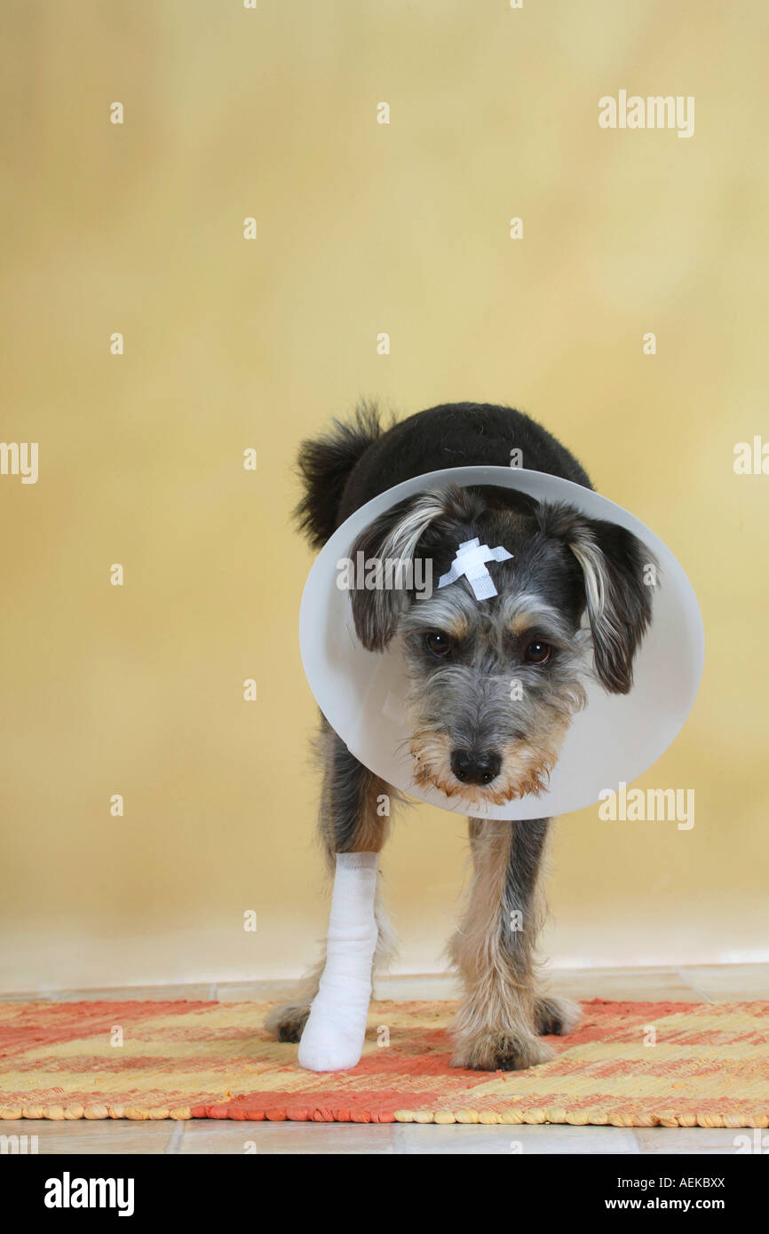 Mixed Breed Dog with bandaged paw protection funnel and medical strip injured bandage Stock Photo