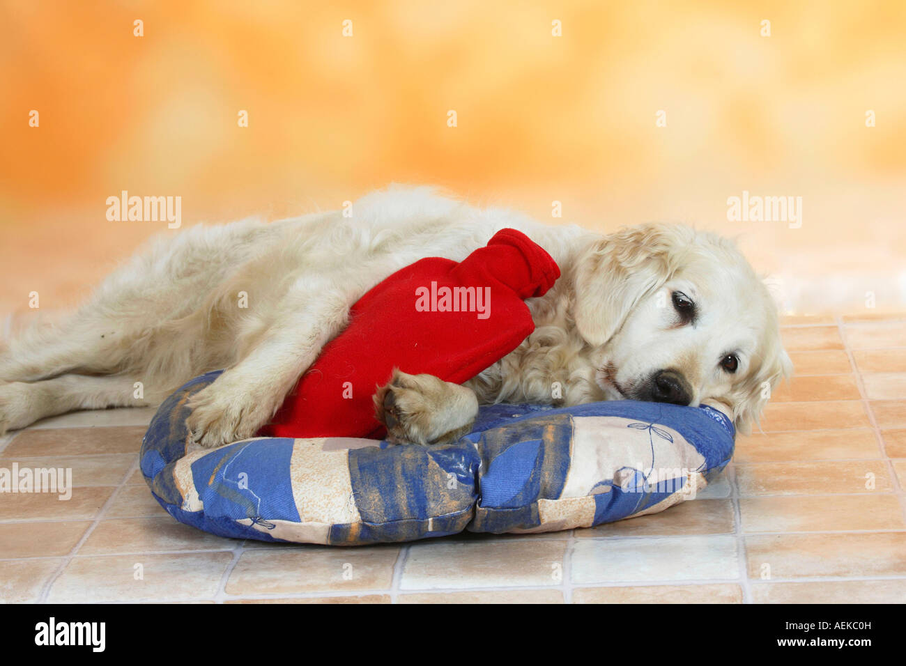 Golden retriever water bottle cheap