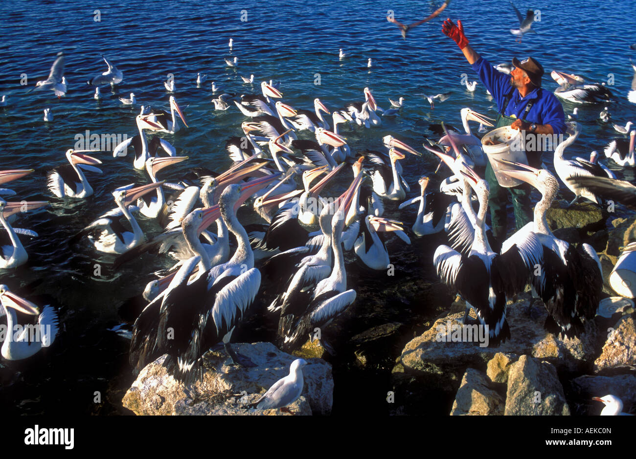 Australian pelicans in Kangaroo Island Stock Photo