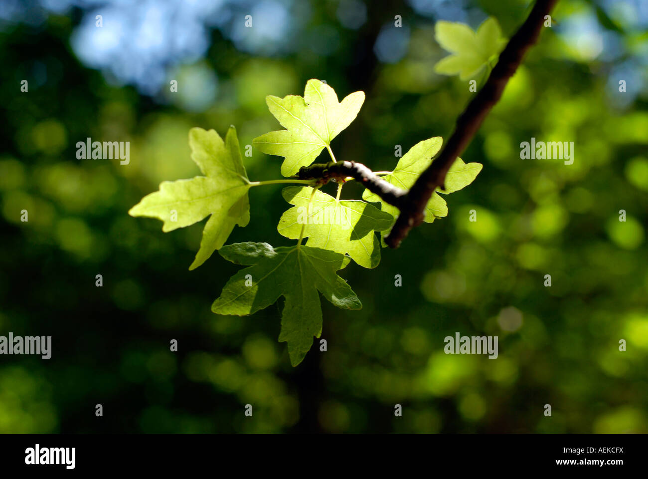 A tree branch with a leaves Stock Photo