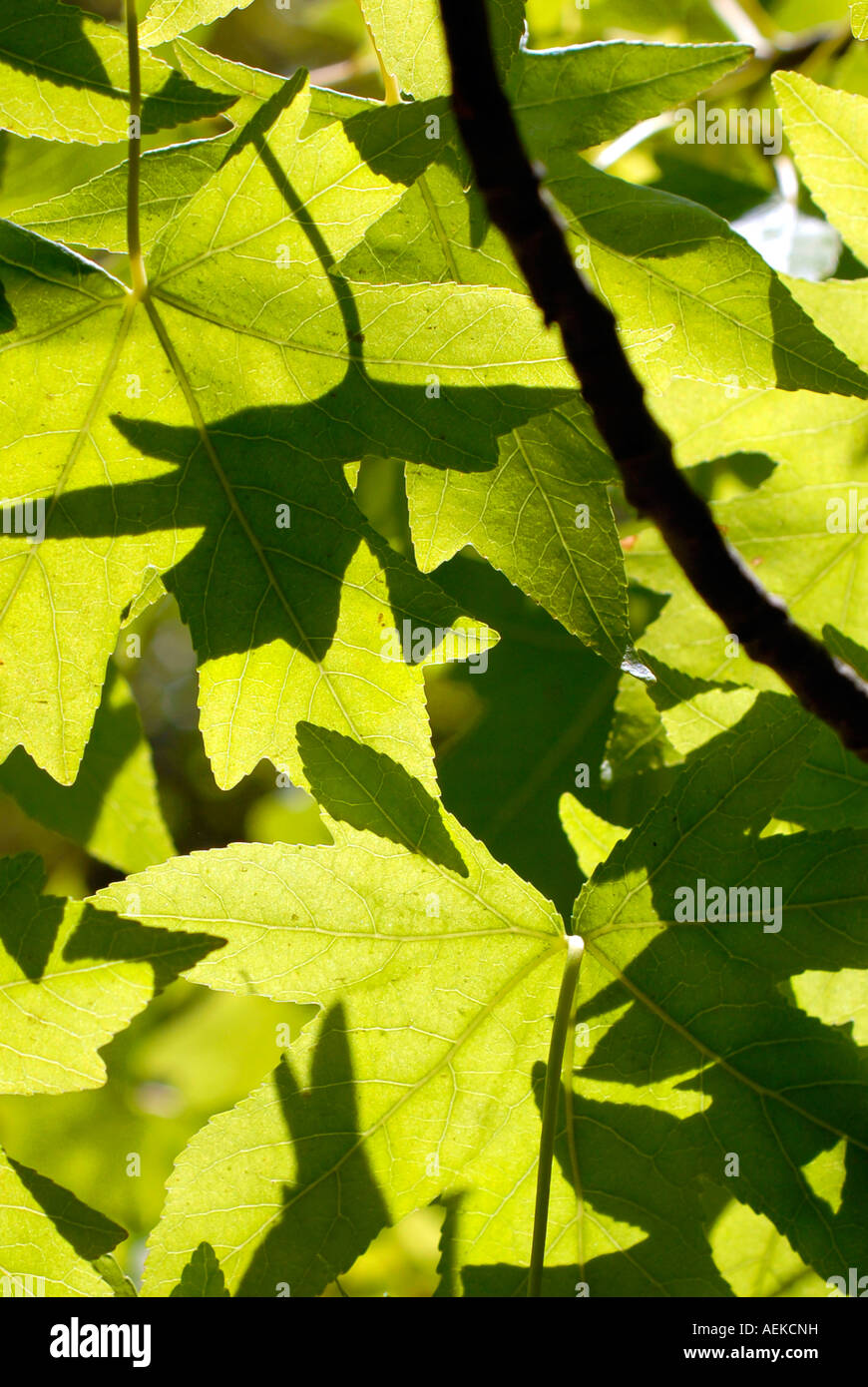 Tree leaves closeup Stock Photo