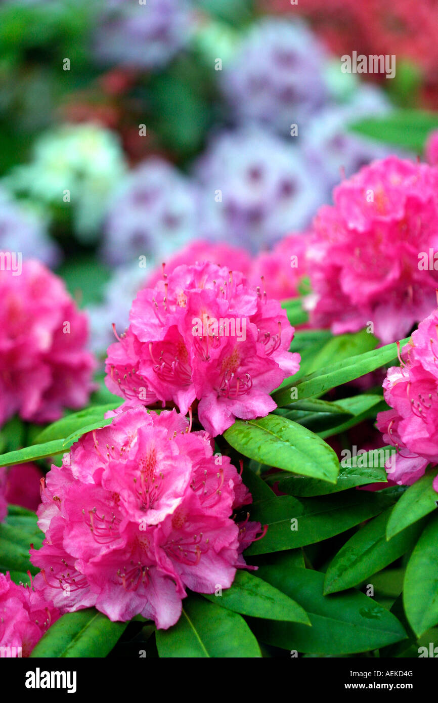 Rhododendron and Azalea close up Stock Photo - Alamy